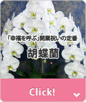 台東区日本堤に贈る花　胡蝶蘭