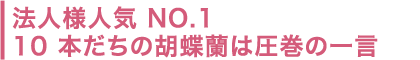 法人様人気 NO.110 本だちの胡蝶蘭は圧巻の一言