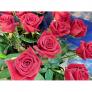 【誕生祝い・還暦祝い】赤いバラの花束 ローテローゼ　20本